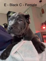 Green, a female Cane Corso for sale in Newfield, NJ – 6 of 6