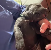 Green, a female Cane Corso for sale in Newfield, NJ – Photo 5 of 5