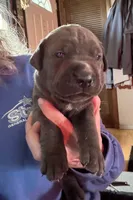 Green, a female Cane Corso for sale in Newfield, NJ – Photo 1 of 5