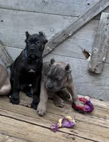 Blue & White, a male Cane Corso for sale in Newfield, NJ – 5 of 6