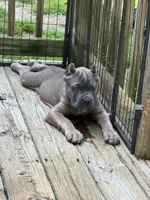 Lime Green, a male Cane Corso for sale in Newfield, NJ – 5 of 6