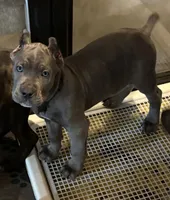 Black, a male Cane Corso for sale in Newfield, NJ – 2 of 9
