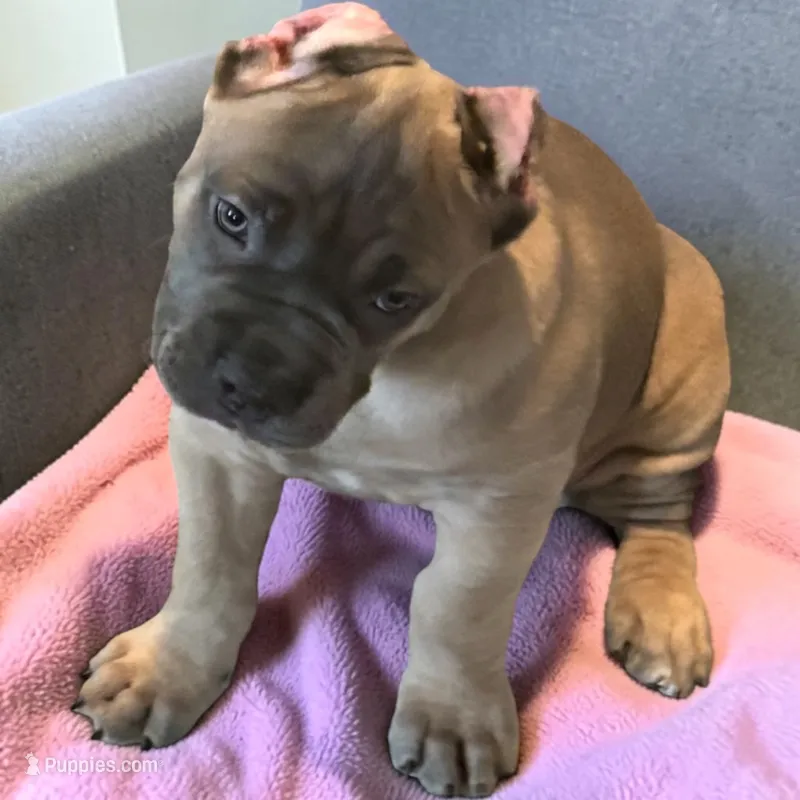 Formentino – Cane Corso puppy for sale in Newfield, NJ