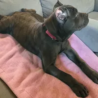 Red, a female Cane Corso for sale in Newfield, NJ – 3 of 6
