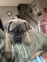 Formentino, a female Cane Corso for sale in Newfield, NJ – 3 of 5