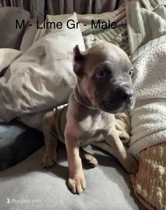 Lime Green – Cane Corso puppy for sale in Newfield, NJ