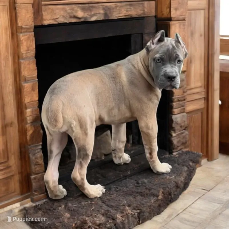 Formentino – Cane Corso puppy for sale in Newfield, NJ