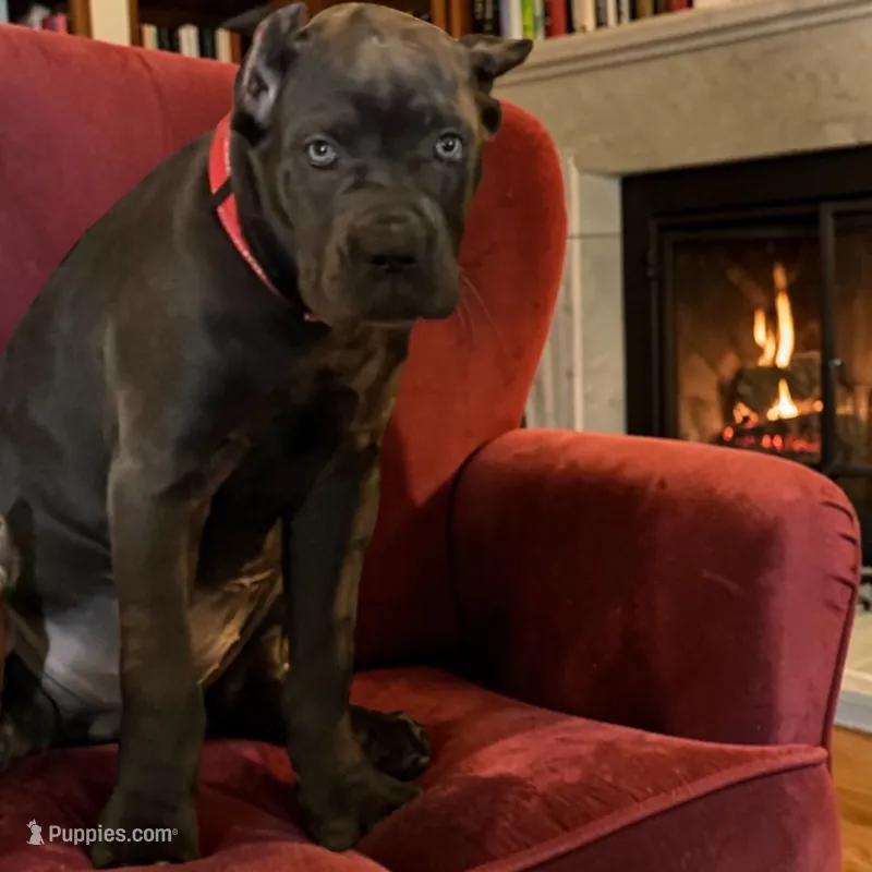 Orange – Cane Corso puppy for sale in Newfield, NJ