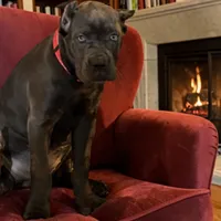 Red, a female Cane Corso for sale in Newfield, NJ – 2 of 6