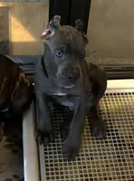 Black, a male Cane Corso for sale in Newfield, NJ – 3 of 9