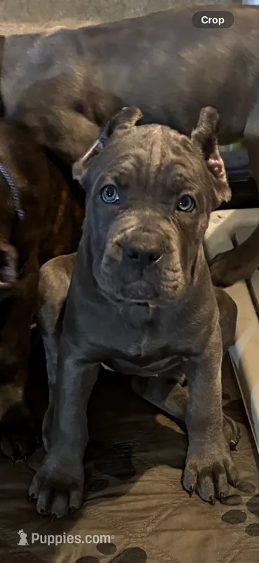 Orange – Cane Corso puppy for sale in Newfield, NJ