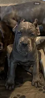 Orange, a female Cane Corso for sale in Newfield, NJ – 1 of 9