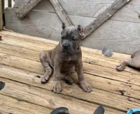 Lime Green, a male Cane Corso for sale in Newfield, NJ – 4 of 6