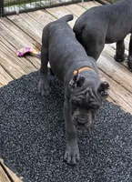 Orange, a female Cane Corso for sale in Newfield, NJ – 7 of 9