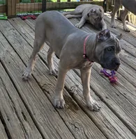 Purple, a female Cane Corso for sale in Newfield, NJ – 4 of 7