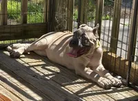 Black, a female Cane Corso for sale in Newfield, NJ – 4 of 5