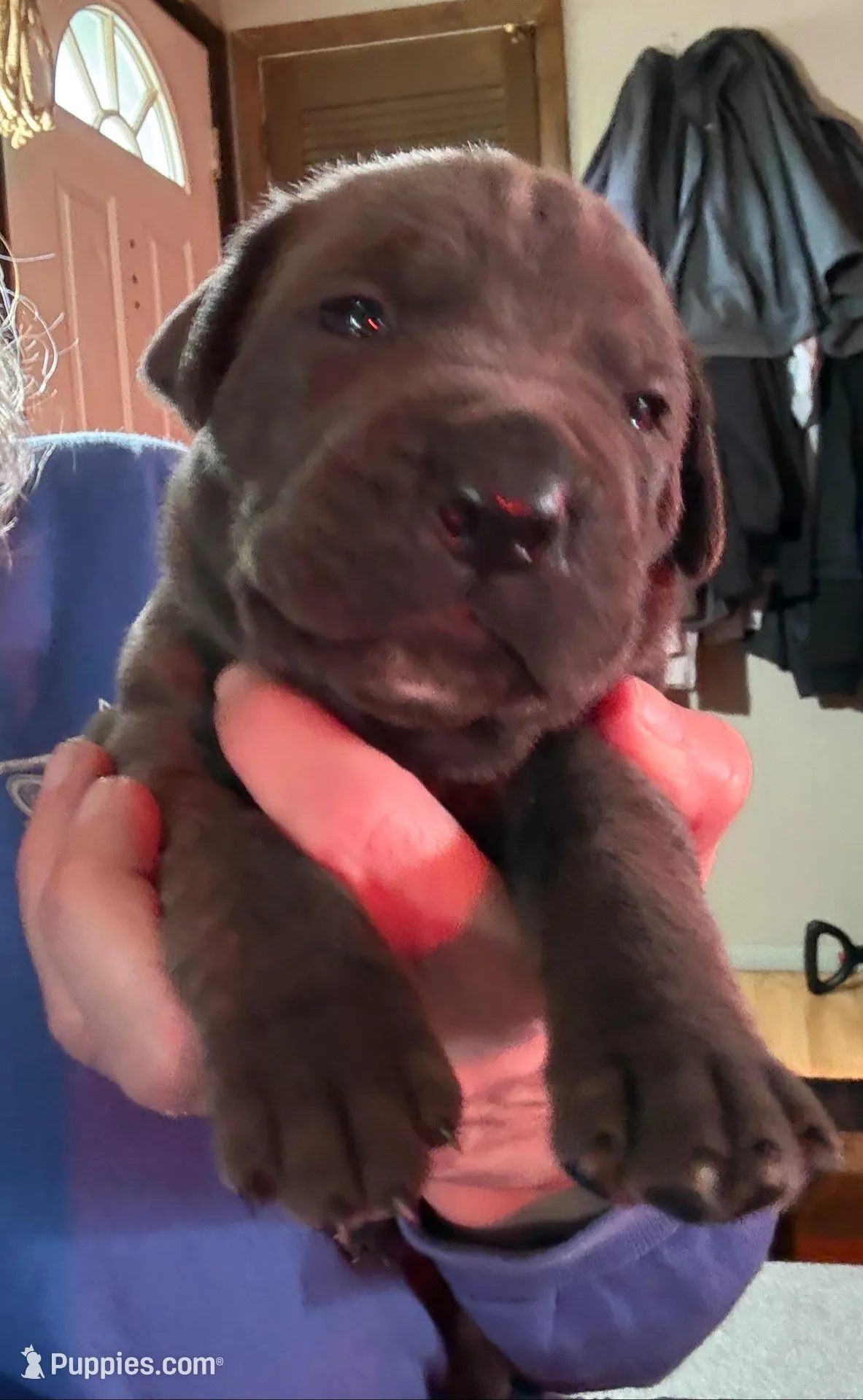 Blue – Cane Corso puppy for sale in Newfield, NJ