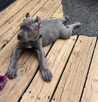 Black, a male Cane Corso for sale in Newfield, NJ – 8 of 9