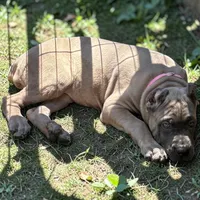 Purple, a female Cane Corso for sale in Newfield, NJ – 6 of 7
