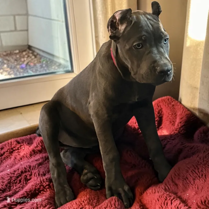 Red – Cane Corso puppy for sale in Newfield, NJ