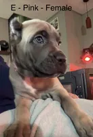 Purple, a female Cane Corso for sale in Newfield, NJ – 4 of 6