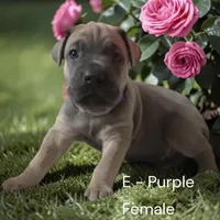 Purple, a female Cane Corso for sale in Newfield, NJ – Photo 2 of 3