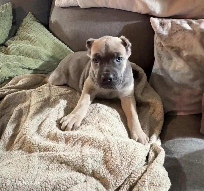 Purple – Cane Corso puppy for sale in Newfield, NJ