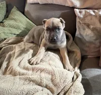 Purple, a female Cane Corso for sale in Newfield, NJ – 2 of 6