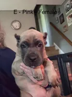 Purple, a female Cane Corso for sale in Newfield, NJ – 5 of 6