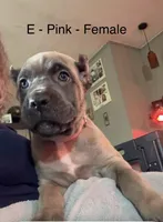 Purple, a female Cane Corso for sale in Newfield, NJ – 1 of 6