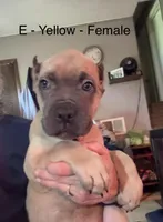 Purple, a female Cane Corso for sale in Newfield, NJ – 6 of 6