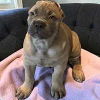 Formentino, a female Cane Corso for sale in Newfield, NJ – 6 of 7