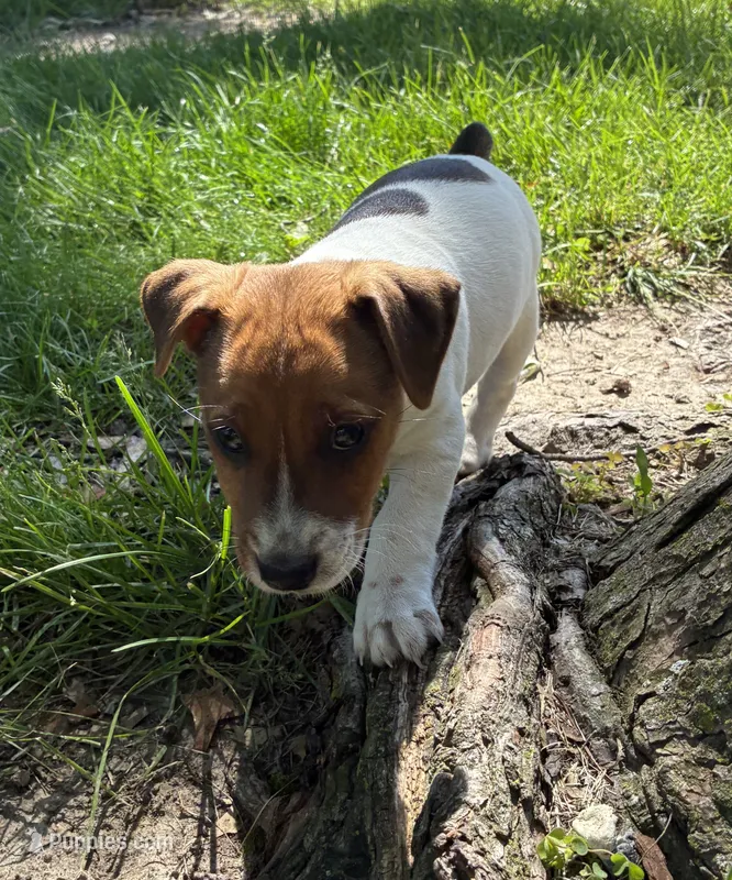 Ruckus – Jack Russell Terrier puppy for sale in Monroe City, MO