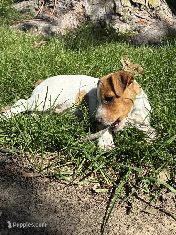 Girlie – Jack Russell Terrier puppy for sale in Monroe City, MO