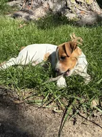 Girlie, a female Jack Russell Terrier for sale in Monroe City, MO – 1 of 1