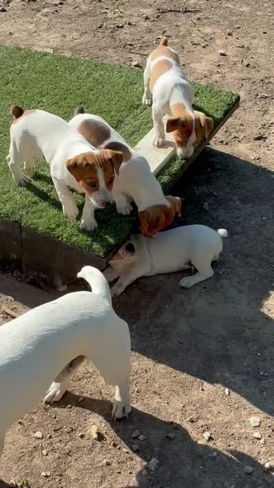 Wheels, a male Jack Russell Terrier for sale in Monroe City, MO – 2 of 2