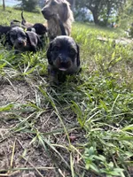 Luna , a female Miniature Dachshund for sale in Homosassa, FL – 5 of 7