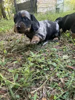 Luna , a female Miniature Dachshund for sale in Homosassa, FL – 2 of 7