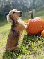 Luna , a female Miniature Dachshund for sale in Homosassa, FL – 7 of 7