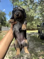Luna , a female Miniature Dachshund for sale in Homosassa, FL – 4 of 7