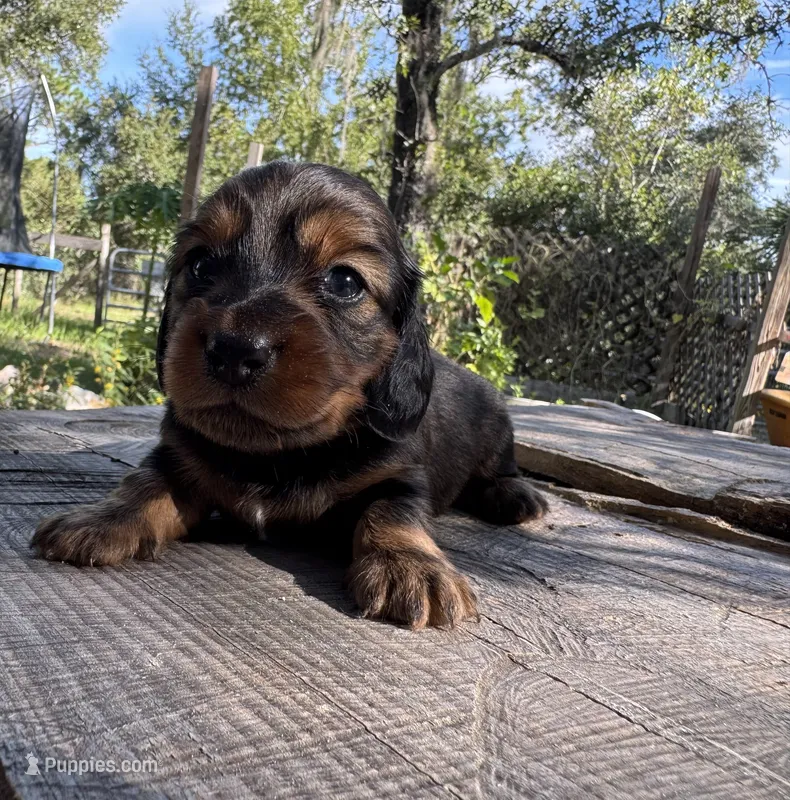 Dunkin – Miniature Dachshund puppy for sale in Homosassa, FL