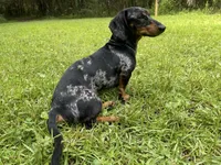 Dunkin, a male Miniature Dachshund for sale in Homosassa, FL – 6 of 7