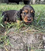 Dunkin, a male Miniature Dachshund for sale in Homosassa, FL – 3 of 7