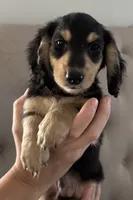 Charlie, a male Miniature Dachshund for sale in Beverly Hills, FL – 1 of 5