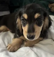 Charlie, a male Miniature Dachshund for sale in Beverly Hills, FL – 3 of 5