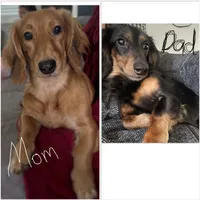 Charlie, a male Miniature Dachshund for sale in Beverly Hills, FL – 5 of 5