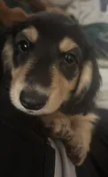 Charlie, a male Miniature Dachshund for sale in Beverly Hills, FL – 2 of 5