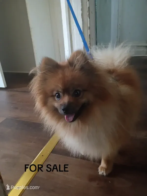 Charlie  – Pomeranian puppy for sale in Allentown, PA