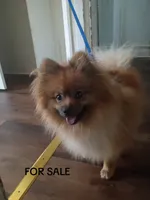 Charlie , a male Pomeranian for sale in Allentown, PA – 1 of 1