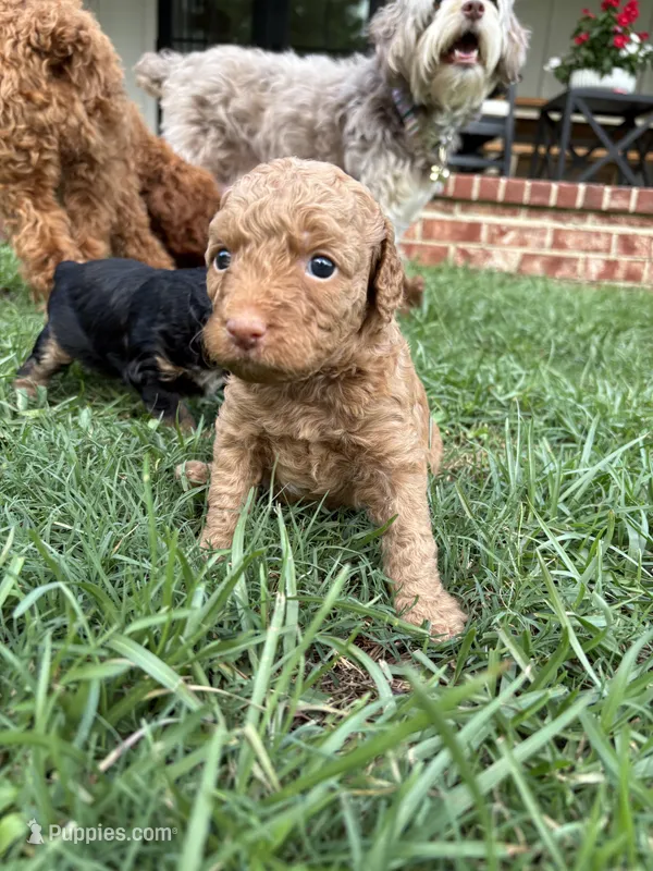 Biscuit – Miniature Aussiedoodle puppy for sale in Meridian, MS